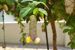 Gmelina philippensis